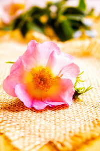 玫瑰果 粉红色 自然 本质 玫瑰 花的 按摩 照顾 芳香疗法