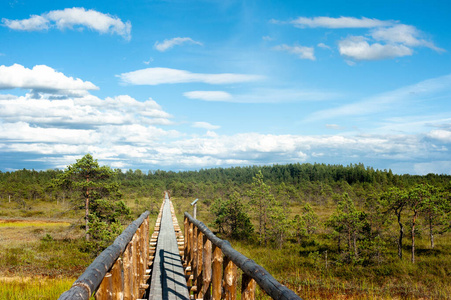 季节 森林 轨道 木材 自然 旅游业 反射 花园 天空 夏天