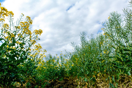 生态系统 生长 颜色 环境 春天 植物区系 花的 油籽 盛开