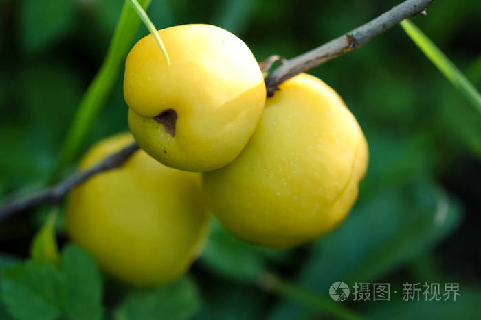 成熟的黄色木瓜果实生长在绿叶的木瓜树上