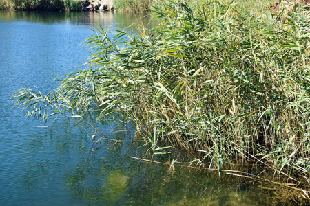 风景 森林 沼泽 植物 春天 公园 夏天 自然 池塘 芦苇