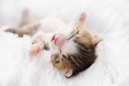 一只新生的小猫仰卧在白色的毛毯上。宠物