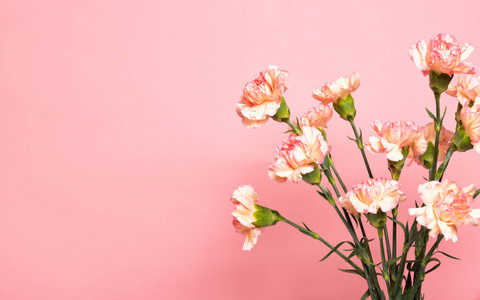 花束 植物 自然 复制空间 母亲 美女 礼物 夏天 粉红色