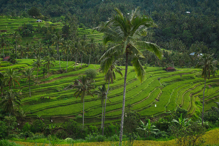 稻谷 乡村 小山 旅游业 印度尼西亚 自然 巴厘岛 植物