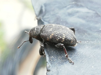 昆虫学 特写镜头 缺陷 昆虫 触角 自然 天线 甲虫 动物学