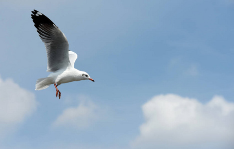 天空 动物 翅膀 自由的 美丽的 羽毛 海洋 航班 海鸥