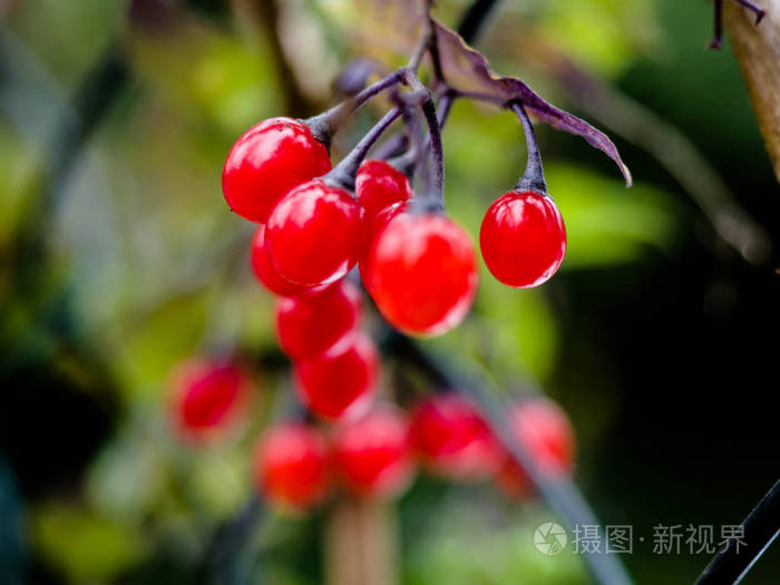 秋天落叶落红叶浆果,秋天红色浆果的花园灌木.