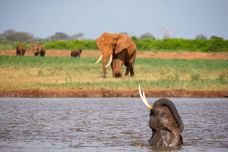 一些大象在大草原的水坑里洗澡图片