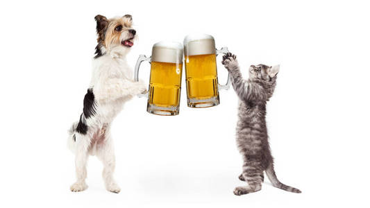 狗和猫用啤酒欢呼庆祝图片