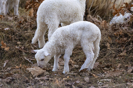 牧场上的绵羊和羔羊图片
