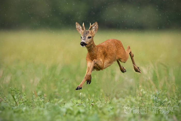 幼小的狍子卷尾鹿公鹿在夏雨中奔跑