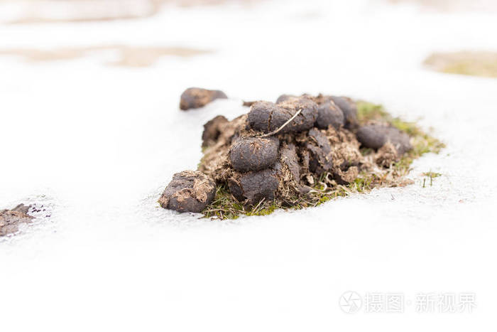 马在雪地里大便