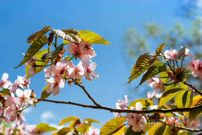 樱花在春天公园盛开樱花树