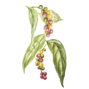用水彩铅笔手工绘制的植物画.白底黑胡椒.照片