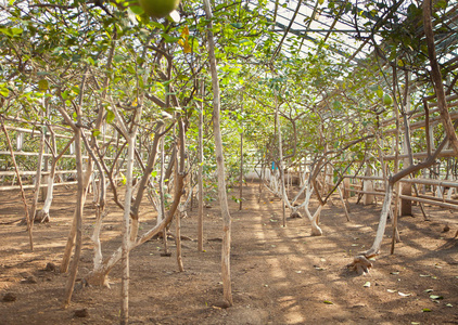 园艺用植物和树木的苗圃图片