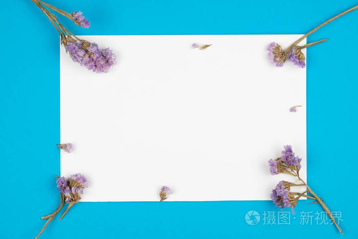 白纸上的小紫色静物花俯视图