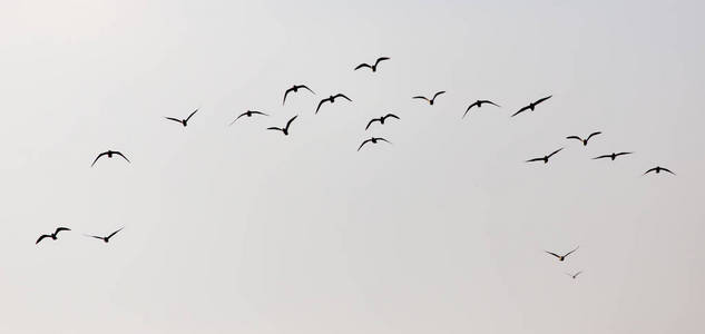 日落时天空中的一群海鸥图片