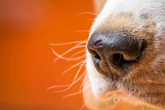 小猎狗的黑鼻子