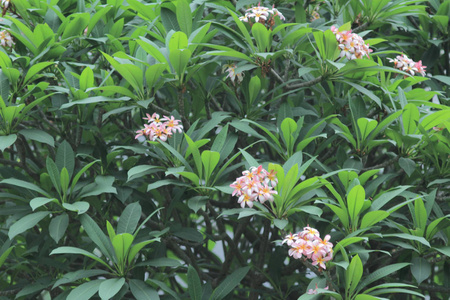 美丽的开花植物图片