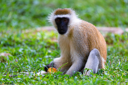 猴子正在草地上吃水果饭图片