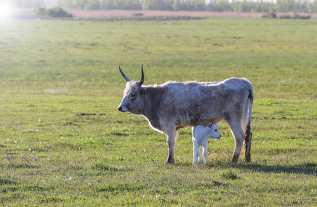 匈牙利种带小牛的灰母牛图片