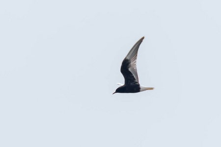 飞行中的白翅燕鸥图片