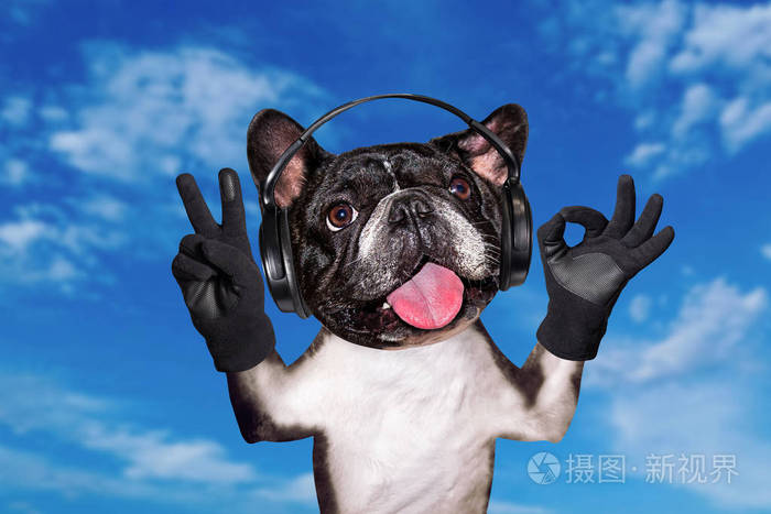 有趣的狗金杰法国斗牛犬音乐家在耳机里听音乐蓝天背景下的动物