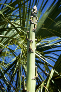 大的龙舌兰花梗顶着棕榈树图片