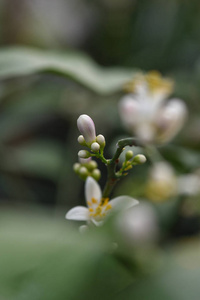 柠檬花图片