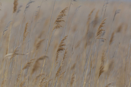 风中芦苇草的天然穗图片