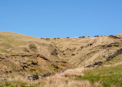 一群英国牛在山上漫步的风景图片