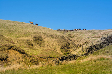 一群英国牛在山上漫步的风景图片