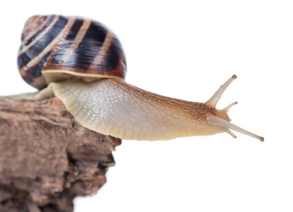 聪明可爱的蜗牛图片