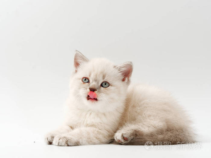 白色背景上的可爱小猫