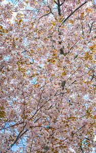 奈良公园的樱花树图片