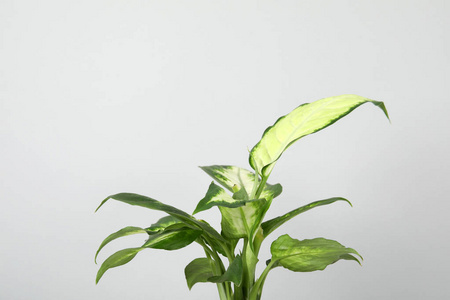 灰色背景下美丽的丁香科植物图片