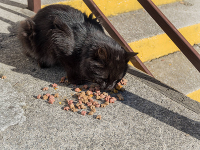 黑毛猫每天吃地里的食物图片