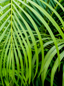鲜绿色羽状复叶棕榈叶图片