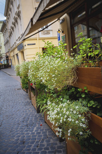 装饰着绿色植物的街边咖啡馆图片