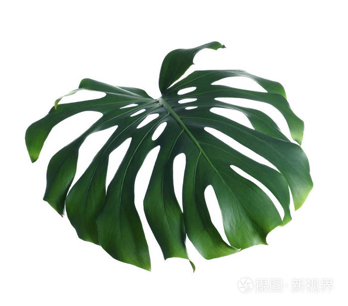 绿色的新鲜怪兽白色的叶子热带植物