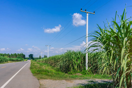 泰国乡村公路旁农场生长的美景图片