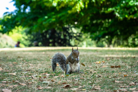 英国伦敦海德公园的松鼠图片
