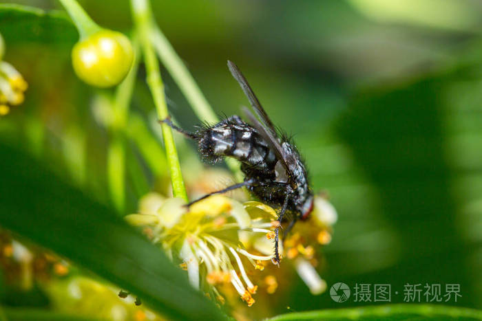 黑蝇以菩提树花蜜为食