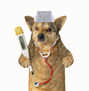 带医疗器械的狗医生图片