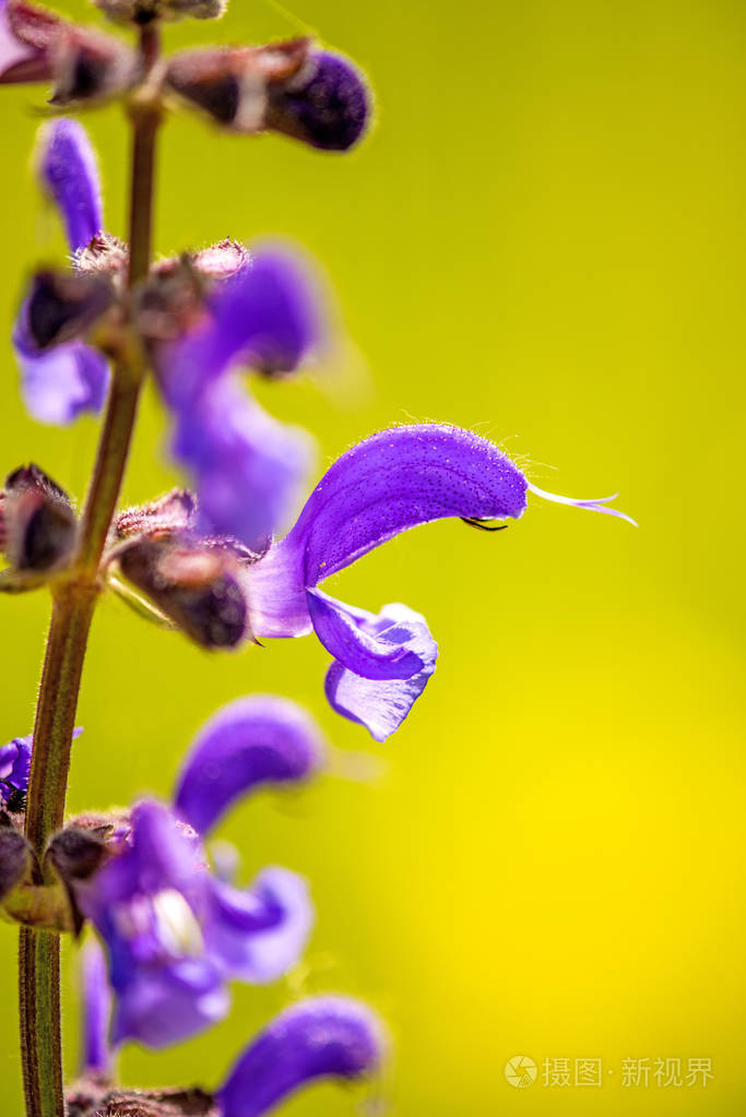 wildsagewithflower