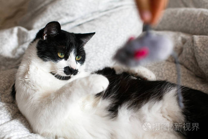可爱的黑白相间的小胡子猫在玩老鼠玩具o