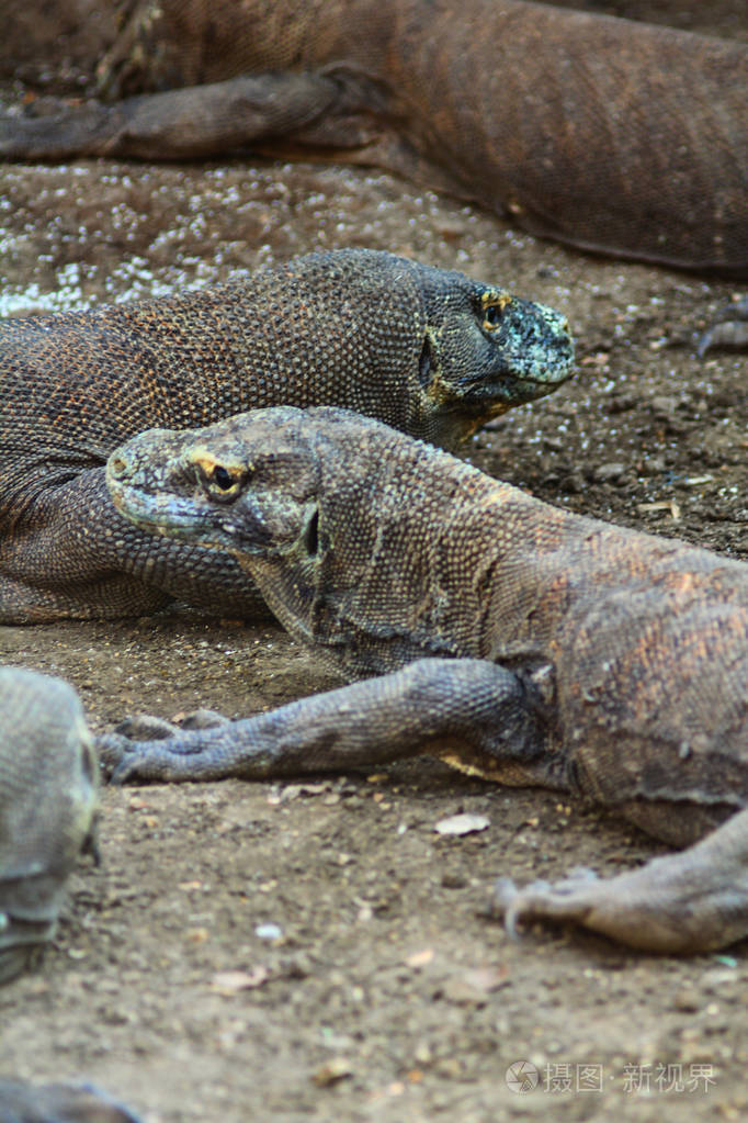 科莫多龙是世界上最大的蜥蜴在印度尼西亚弗洛雷斯的科莫多岛和林卡岛