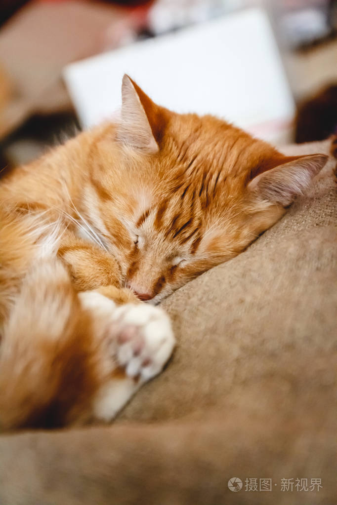 漂亮的红猫睡觉特写概念健康的休息