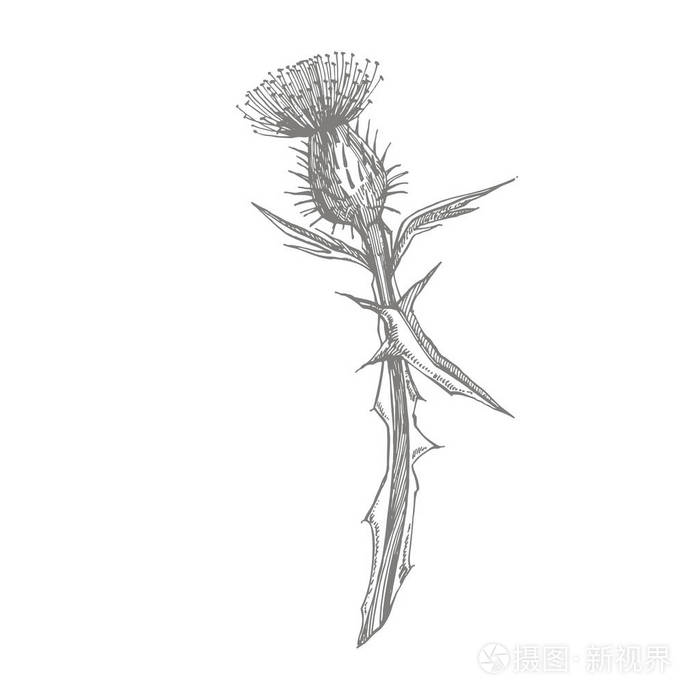 蓟或雏菊植物学插图适用于化妆品医药治疗芳香疗法护理包装设计野花
