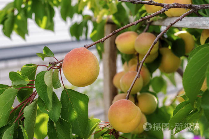 花园里一棵树枝上结着很大的成熟杏子.夏季杏树枝上成熟,果实发育.